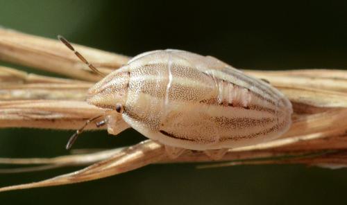 Réf. 235 488 : Aelia sp.